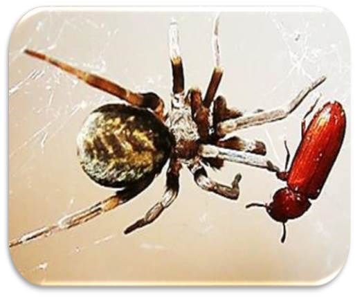 عنکبوت گارفیلد، جنس ماده، در حال شکار نوعی سوسک