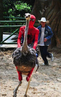 ostrich-riding-spidey