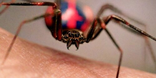 عنکبوتی که پیتر پارکر را نیش زد